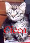 cicca