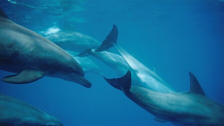 Delfinek segítettek megtalálni egy eltűnt úszót