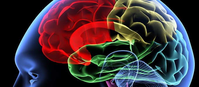 Megdöbbentõ az agy rugalmassága