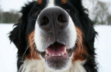 Orvosi marihuána a háziállatoknak