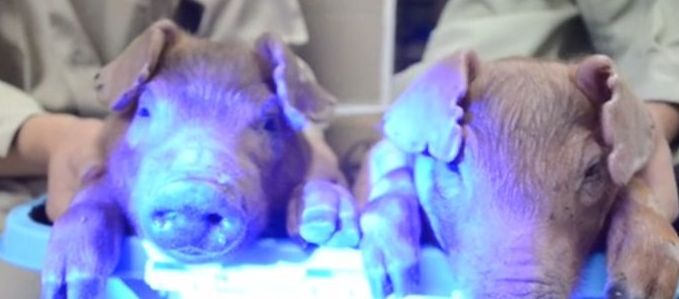 Kifejlesztették a világító malacot