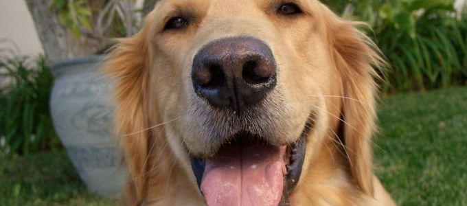 Rendszer van a kutyák székelési szokásaiban