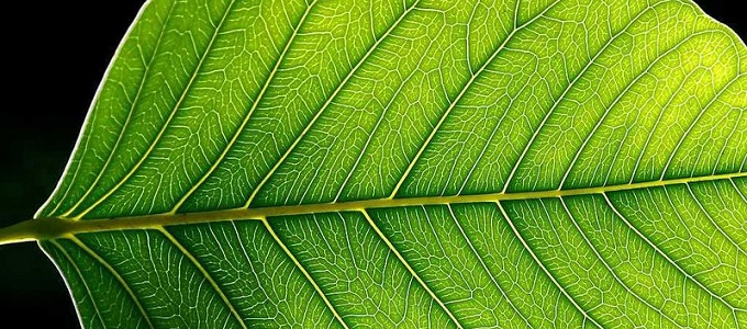 A kvantummechanika magya­ráz­za a foto­szin­tézis hatékonyságát