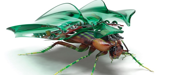 Kiborg-csótányok derítenék fel a veszélyzónákat