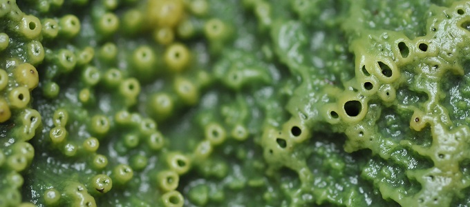 Szinte oxigén nélkül éltek az elsõ állatok