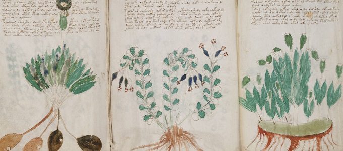 Mexikói növények lehetnek a Voynich-kód kulcsai
