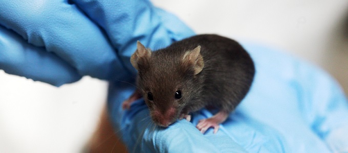 Sikerült megfiatalítani egy emlõs belsõ szervét