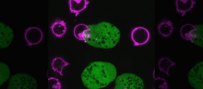 Élõ emberi sejteket fal fel egy amõba