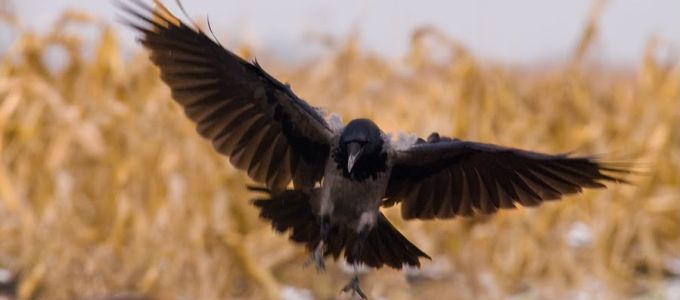 Dolmányos varjúkat figyelhetünk az interneten