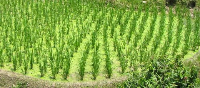 A "rizselmélet" magyarázhatja Észak - és Dél-Kína kulturális eltéréseit