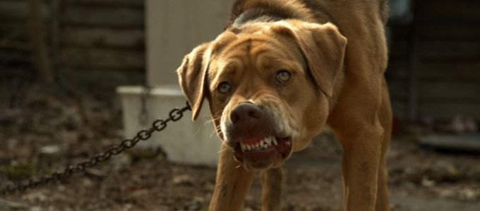 Magyar film nyerte a 67. Cannes-i Nemzetközi Filmfesztivál szekciódíját