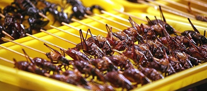 Együnk tücsköt, bogarat!