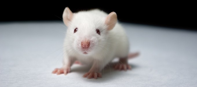 A fiatal vér helyreállítja az idõs agyat?