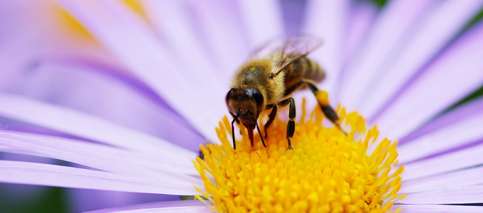 Méhek millióit pusztítják el a népszerû rovarirtók