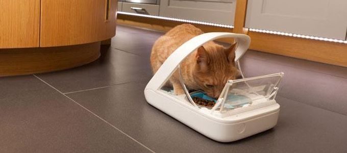 Elektronikus eszközök háziállatoknak