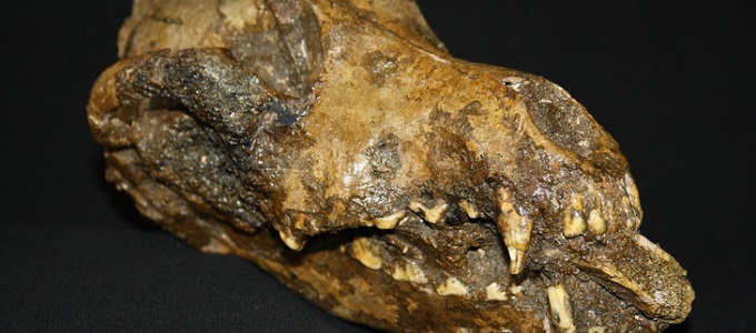 A kutya alapozhatta meg a korai ember sikerét?