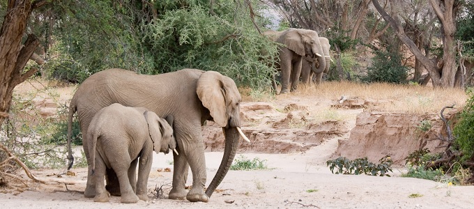 Újra vadászhatók a ritka elefántok