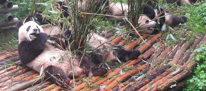 Szenzorokkal vigyáznak a pandák életére