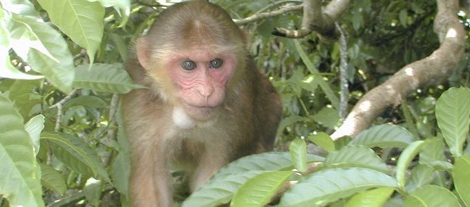 A majmokat is érintette a fukusimai baleset