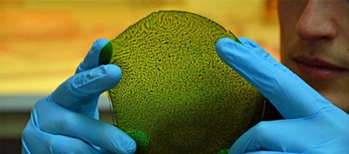 Mesterséges levelet fejlesztett ki egy londoni diák