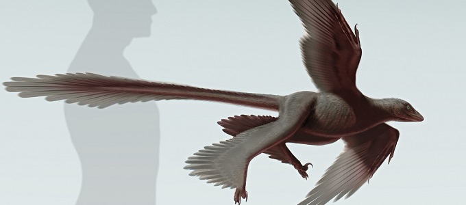 Négy szárnya van, mégsem madár