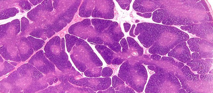 Élõ szerv laboratóriumi sejtekbõl