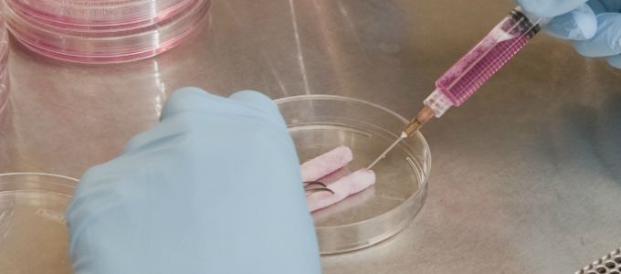 Laborban növesztenek új hímtagokat