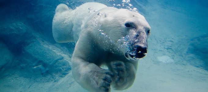 Az alaszkai jegesmedvék csaknem fele már elpusztult
