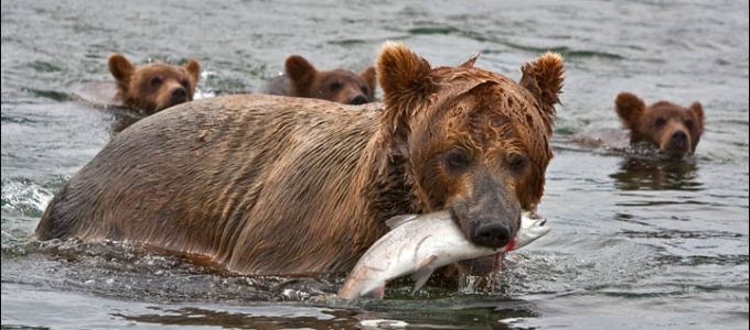 A vadvilágra is súlyos csapást jelentett a Szovjetunió összeomlása