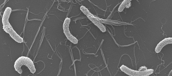DNS-ért gyilkol a kolera baktériuma