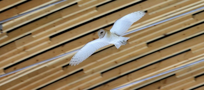 Bagoly­szárnyat a szél­turbináknak!