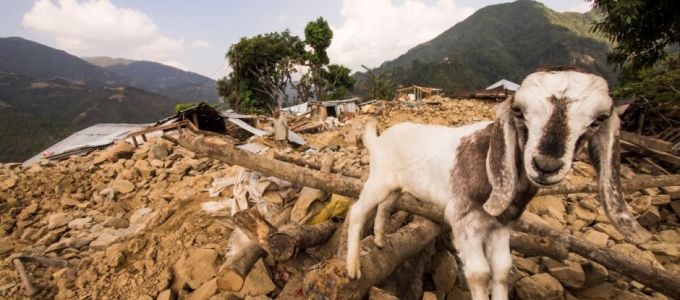 Állatokra szerelt szenzorokkal jeleznék elõre a katasztrófákat