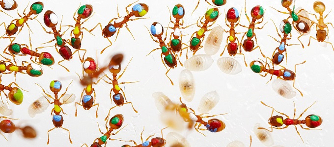 A hangyák között is vannak "lusták"