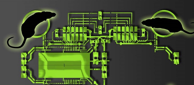 Számítógép készült állati agyak összekapcsolásával