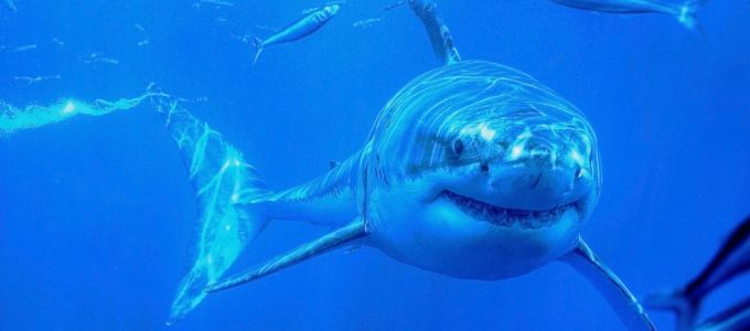 Ausztrália - drónokkal a cápák ellen