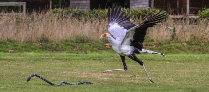 Megmérték a kígyászkeselyû rúgásának erejét
