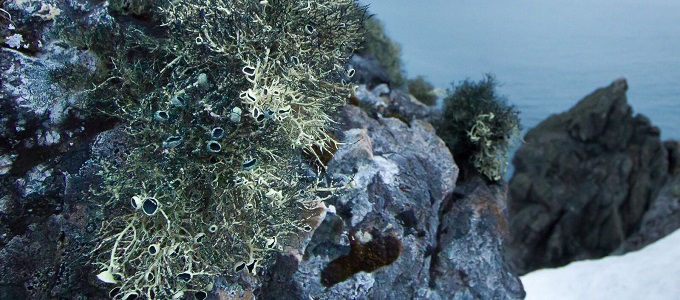 A Marson is eléldegél a földi gomba