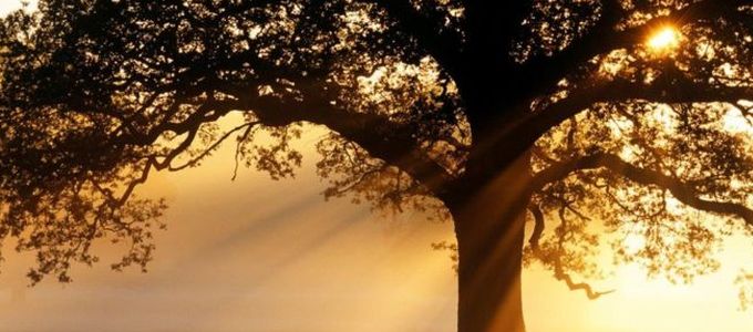 Az európai fák rontanak a globális felmelegedésen