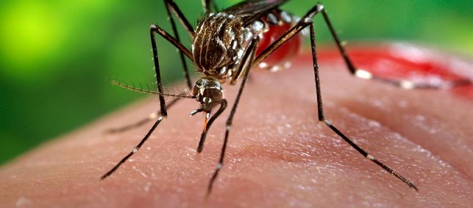Összeesküvés elméletek középpontja lett a Zika