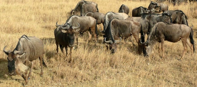 Önkéntesek tanítottak egy képelemzõ algoritmust