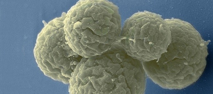 Azonosították az élethez nélkülözhetetlen géneket