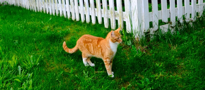 Mesterséges intelligenciával a macskák ellen