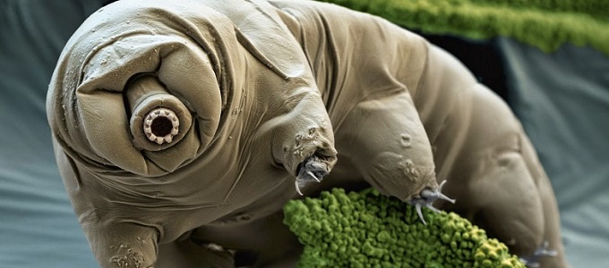 Sugárzásállóvá tehetjük a sejtjeinket?