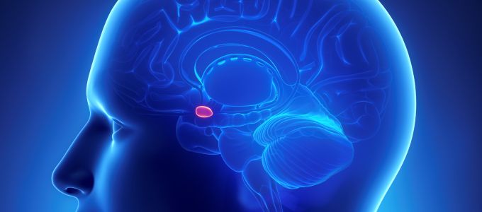 Újabb bizonyítékot találtak arra, hogy nem különbözik a férfi és a nõi agy