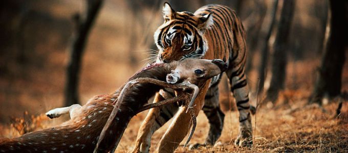 Egyre nagyobb fenyegetést jelent az emberiség az állatvilágra