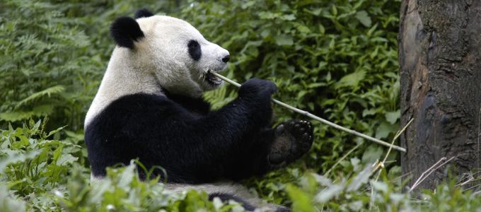 Továbbra sincsenek biztonságban az óriáspandák