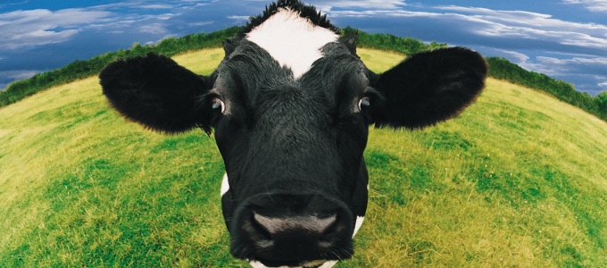 Big Datával több tejet ad a tehén