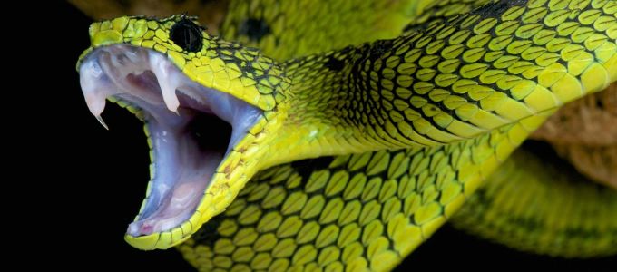 Kihalás fenyegeti a kígyókat