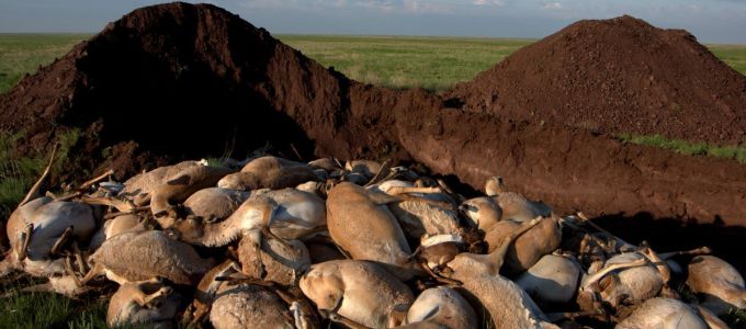 Még mindig nem tudják miért pusztult el egyszerre 200 ezer tatárantilop