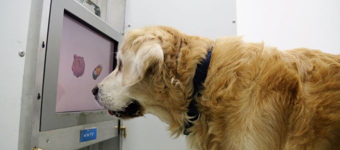 Érintõképernyõvel edzik az idõs kutyák agyát